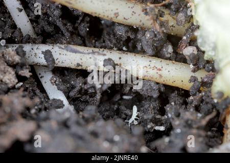 Springtails in the soil among the roots of plants. They are dangerous pests of cultivated and potted plants. Stock Photo