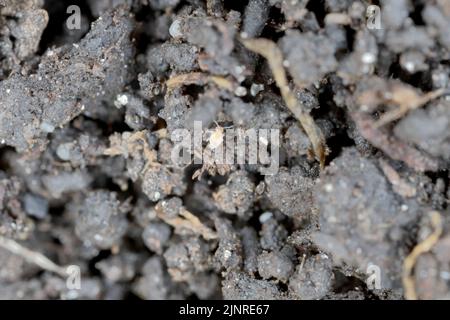 Springtails in the soil among the roots of plants. They are dangerous pests of cultivated and potted plants. Stock Photo