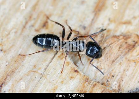 Carpenter ant Camponotus on wood. Stock Photo
