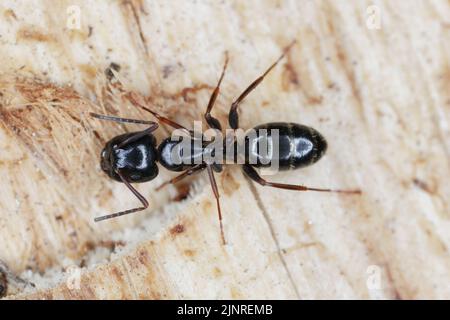 Carpenter ant Camponotus on wood. Stock Photo