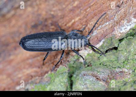 Black spruce borer, Asemum striatum on wood. Stock Photo