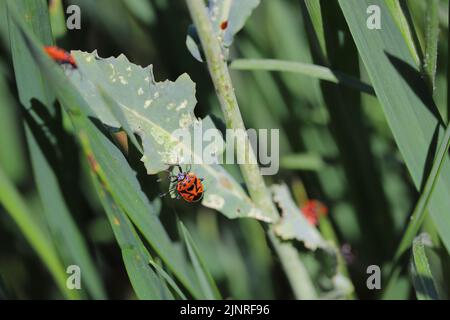 Red bugs on the rapeseed plant. Visible feeding damage, white spots on leaves. Stock Photo