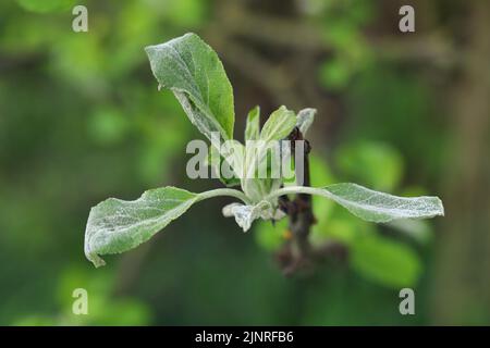 Powdery mildew Podosphaera leucotricha primary infection on apple flower buds Stock Photo