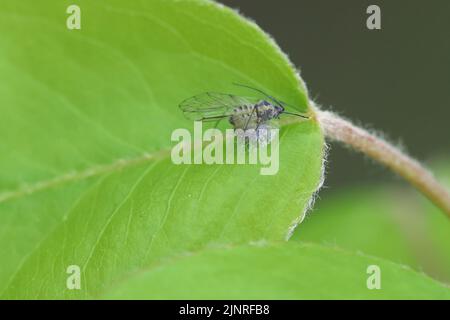Aphid killed by parasitoid wasp on pear leaf Stock Photo - Alamy