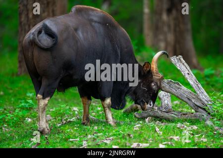 Big gaur in beautiful landscape. Hairy cow wild animal in nature. The Year  of the Ox, cattle or water buffalo in 2021. Gaur family in America or Canad  Stock Photo - Alamy