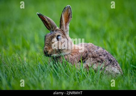 A Common Brown Rabbit (Oryctolagus cuniculus) enjoying the lush grassy pasture on a calm summers evening, looking alert and with good eye contact too. Stock Photo