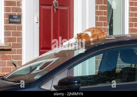 Cat sleeping on a car roof, ginger and white cat asleep in the warm sun Stock Photo