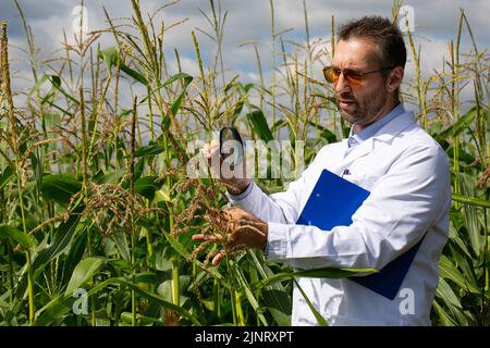 A researcher-agronomist stands in a corn field and examines corn stalks with a magnifying glass. Research in the field of genetically modified foods a Stock Photo