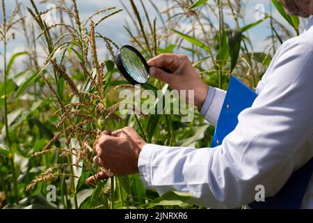 Hands of an agronomist-researcher close-up - he examines the stems and flowers of corn through a magnifying glass. Genetically modified varieties of f Stock Photo
