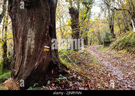 Hiking trail across a spanish chestnut grove (Castanea sativa) in the mountain with autumnal colours Stock Photo