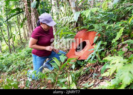 Woman looking at big Rafflesia keithii flower in the jungle of Borneo Stock Photo