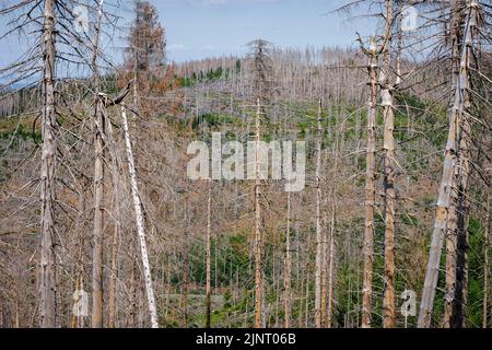 Altenau, Deutschland. 28th June, 2022. Symbolic photo on the subject of forest dieback in Germany. Spruces that have died due to drought and infestation by bark beetles stand in a forest in the Harz Mountains. Altenau, 06/28/2022 Credit: dpa/Alamy Live News Stock Photo