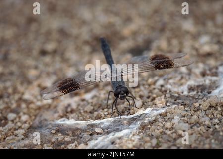 Brachythemis leucosticta. Dragonfly in its natural environment. Stock Photo