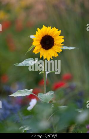 Sunflower growing in mixed border in UK garden Stock Photo
