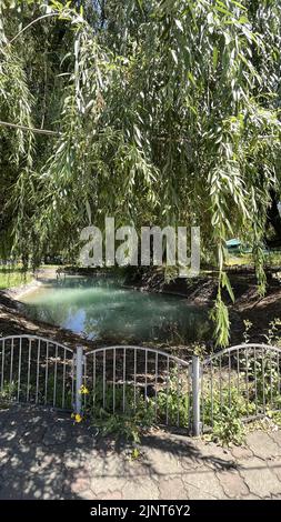a large willow tree near a pond in the park. Stock Photo