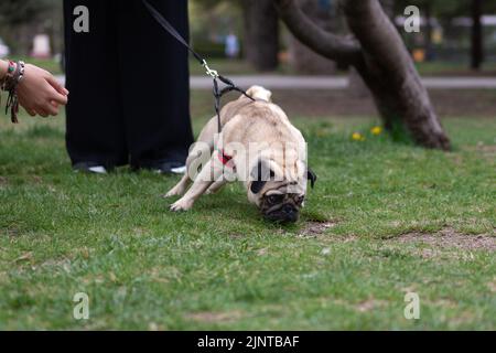 pug dog, purebred pug dog walking with the owner in park, dog concept pulling on leash on green grass Stock Photo