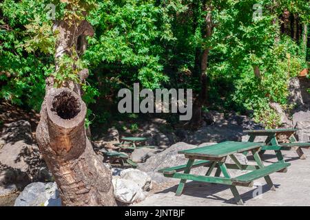 a hollow formed from the trunk of a sycamore tree. big plane tree in the park. Stock Photo