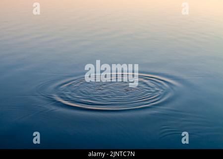 Round water droplets on circles on the water. Water drop, swirl and splash. Stock Photo
