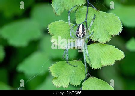 Western Spotted Orbweaver (Neoscona oaxacensis) Stock Photo