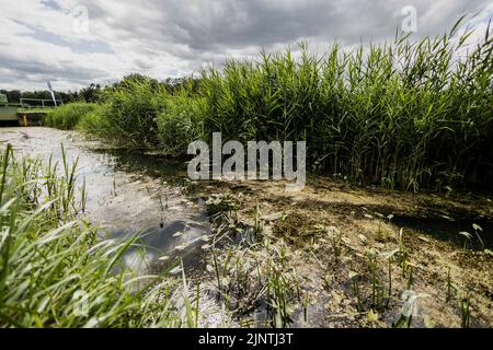 Templin, Deutschland. 27th July, 2022. Wet meadow near Templin, July 27th, 2022. Credit: dpa/Alamy Live News Stock Photo