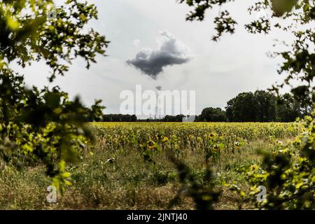 The Jaenschwalde coal-fired power plant can be seen behind partly dried-up sunflowers in Dissen-Striesow, July 28, 2022. According to the federal government's timetable for phasing out coal, the last block of the power plant is to be shut down by the end of 2028. In addition to Boxberg and Schwarze Pumpe, Jaenschwalde is one of three power plants in Lusatia whose economic infrastructure is largely dependent on coal production. Stock Photo