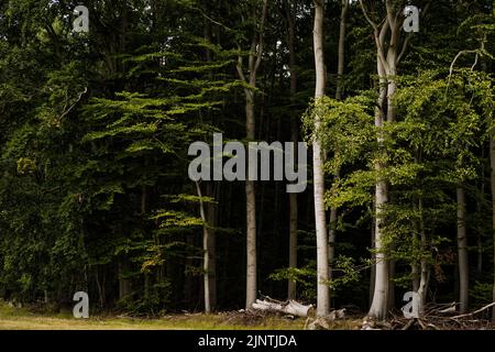 Templin, Deutschland. 27th July, 2022. Buchenwald near Templin, July 27th, 2022. Credit: dpa/Alamy Live News Stock Photo