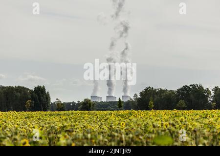 The Jaenschwalde coal-fired power plant can be seen behind partly dried-up sunflowers in Dissen-Striesow, July 28, 2022. According to the federal government's timetable for phasing out coal, the last block of the power plant is to be shut down by the end of 2028. In addition to Boxberg and Schwarze Pumpe, Jaenschwalde is one of three power plants in Lusatia whose economic infrastructure is largely dependent on coal production. Stock Photo