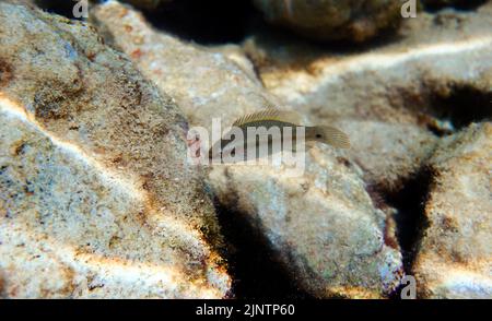 East atlantic peacock wrasse - Symphodus tinca Stock Photo