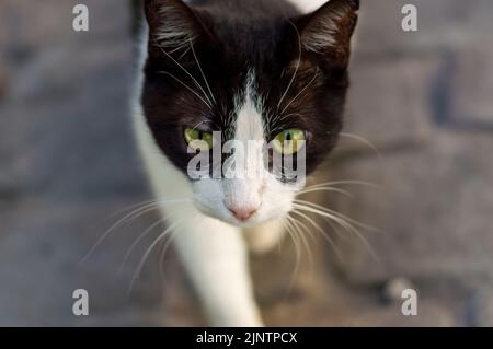 Portrait of a street cat. A cat's muzzle close-up, a cat of black and white colour. Cute stray cat close-up detail Stock Photo