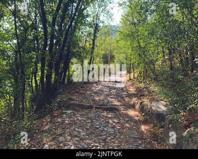Scenic stone path in fresh green grass, way through the forest, Footpath between trees in a spring flowered forest, stone pathway in the park Stock Photo