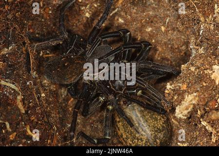 Pair of vagrant spiders (Uliodon albopunctatus) Stock Photo