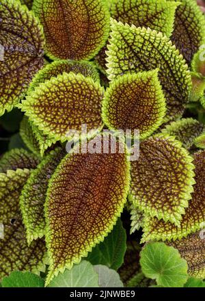 Coleus flower decorative Variegated Leaves Background Closeup Stock Photo