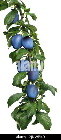 branch of plums with green leaves isolated on white Stock Photo