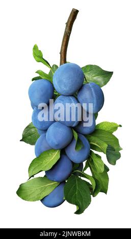 blue plums on branch isolated on white Stock Photo