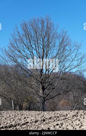 A large fruit tree without leaves stands on the edge of a small field on a cloudless day waiting for the spring awakening. Stock Photo