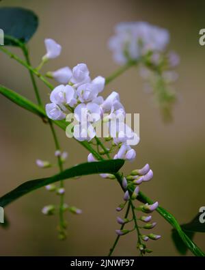 White Happy Wanderer Stock Photo