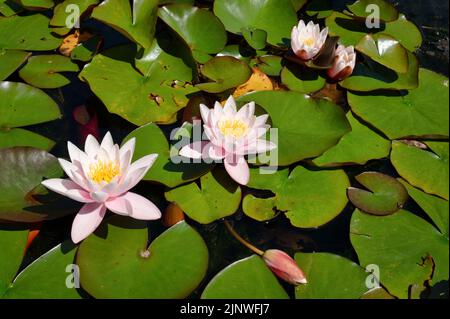 Lotus flowers surrounded by lilly pads blooming on a pond in the summer Stock Photo
