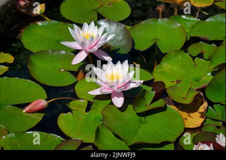 Lotus flowers surrounded by lilly pads blooming on a pond in the summer Stock Photo