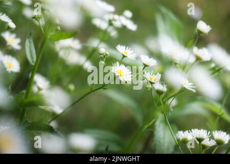 Tiny white daisy flowers in deep green Stock Photo