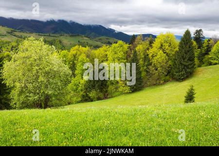 beautiful rural scenery in spring. landscape in the carpathian mountains with fresh green meadows and spruce forest. overcast sky above the distant ri Stock Photo