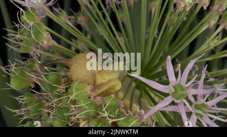 Close-up of Snail crawling on a Allium flower wild onion and eats it on background of green leaves. Stock Photo