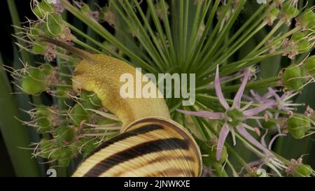Close-up of Snail crawling on a Allium flower wild onion and eats it on background of green leaves. Stock Photo