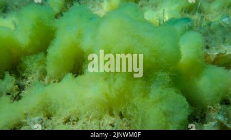 Close-up of seabed covered with Filamentous algae (Acinetospora crinita). Natural background Green alga. Adriatic Sea, Montenegro Stock Photo