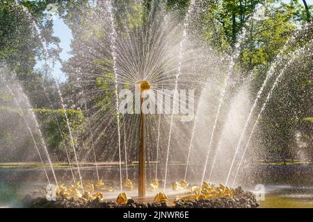 22 June 2022, Peterhof, Saint Petersburg, Russia. Fountain 'Sun' in the lower park of Peterhof on a bright sunny day Stock Photo