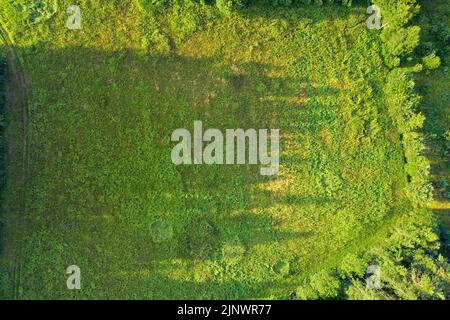 Field at the edge of the forest top aerial view with long trees shadows. Sparse composition with copy space Stock Photo
