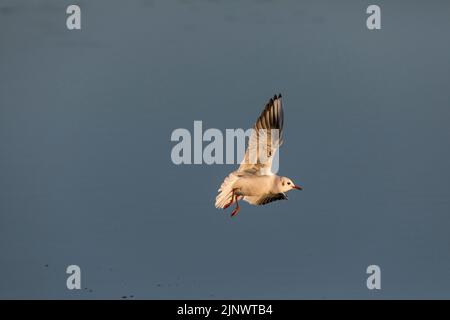 Black Headed Gull; Chroicocephalus ridibundus; Flight; Winter; UK Stock Photo
