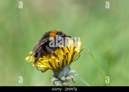 Buff Tailed Bumblebee; Bombus terrestris; on Flower; UK Stock Photo