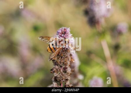 Hornet Hoverfly; Volucella zonaria; on Mint; UK Stock Photo
