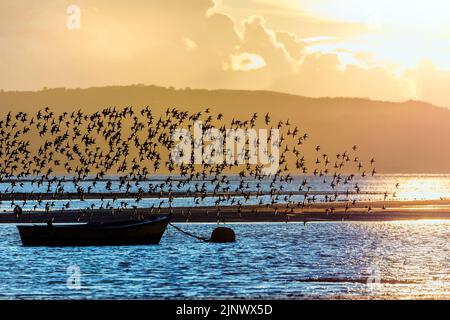 Knot; Calidris canutus; Flock in Flight; Dee Estuary; UK Stock Photo