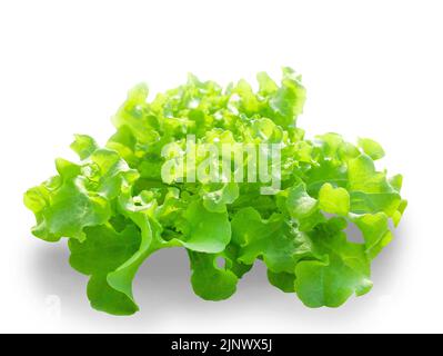 Oak leaf lettuce isolated on white background with copy space. Stock Photo